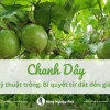 Khám phá mô hình trồng chanh dây hiệu quả và tiềm năng kinh tế