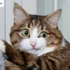 Khám phá thế giới meme mèo đen hài hước và đáng yêu