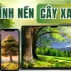 Khám phá vẻ đẹp thiên nhiên qua ảnh cây cối và thế giới xanh mát