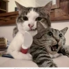 Meme Mèo Cầm Dao: Biểu Tượng Hài Hước Đòi Công Lý