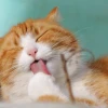 Meme Mèo Ói: Biểu Cảm Độc Lạ và Cực Lầy Của Dân Mạng
