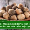 Mô hình trồng nấm rơm trong nhà: Hướng dẫn chi tiết và hiệu quả 2026