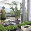 Mô hình trồng rau trên sân thượng: Hướng dẫn chi tiết và ý tưởng sáng tạo