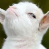 Thế giới Animal Meme: Cười thả ga với những khoảnh khắc hài hước nhất