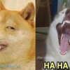 Thế giới "chó cười meme": Khám phá những khoảnh khắc hài hước và âm thanh độc đáo