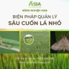 Vòng đời sâu cuốn lá nhỏ: Tác hại và biện pháp phòng trừ hiệu quả