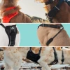 Effective strategies for choosing the right dog harness for leash pulling in 2026