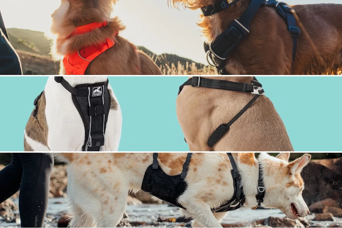 Effective strategies for choosing the right dog harness for leash pulling in 2026