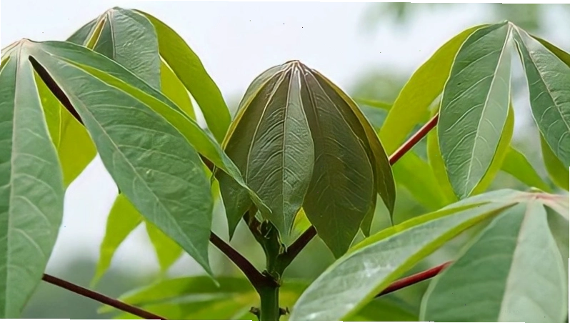 Ăn rau sắn chưa chế biến kỹ có thể gây ngộ độc nguy hiểm.