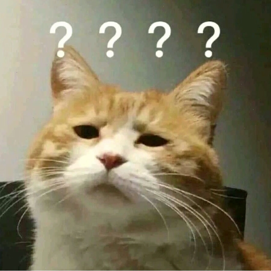 Ảnh mèo meme bựa đáng yêu và hài hước