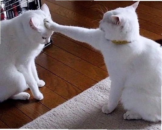 Ảnh mèo meme bựa với biểu cảm khó đỡ