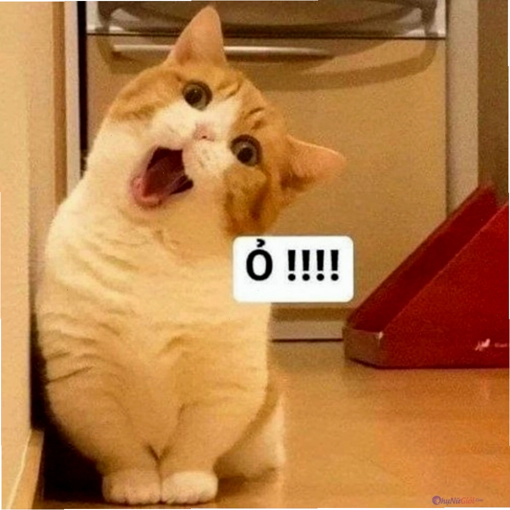 Ảnh mèo meme bựa với nhiều biểu cảm