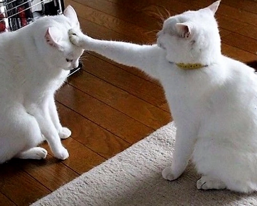 Ảnh mèo meme hài hước với biểu cảm ngạc nhiên