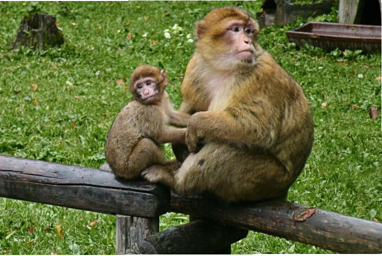 Ảnh minh họa loài khỉ Barbary macaque, nguồn gốc của meme con khỉ suy nghĩ