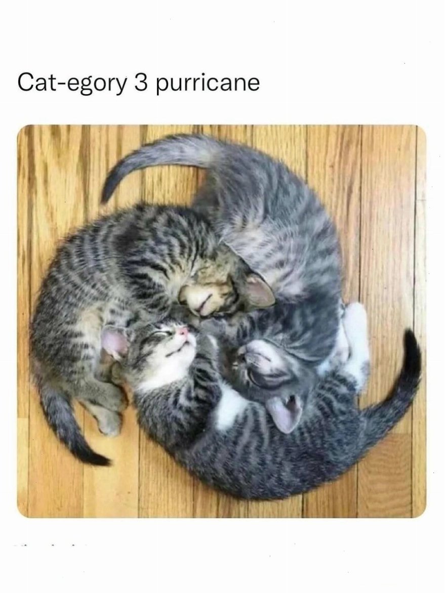 Ba chú mèo con cuộn tròn, animal meme về mèo