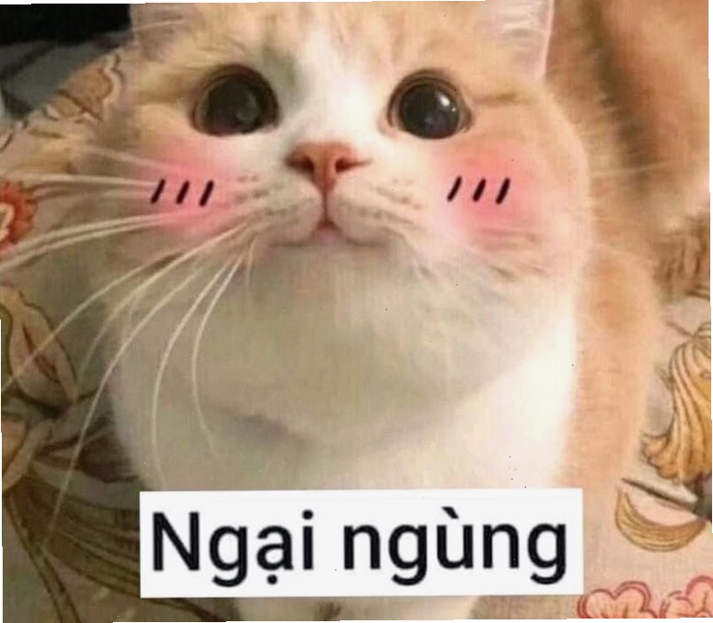 Biểu cảm ngại ngùng của động vật trong meme