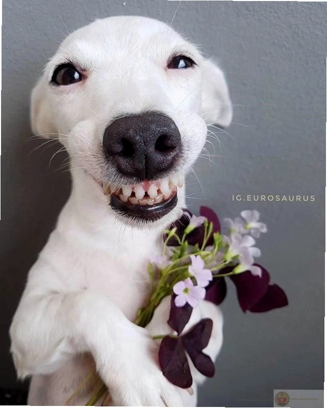 Bộ ảnh tặng hoa cute lan tỏa năng lượng tích cực
