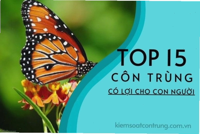 Bọ rùa màu đỏ với chấm đen trên lá cây