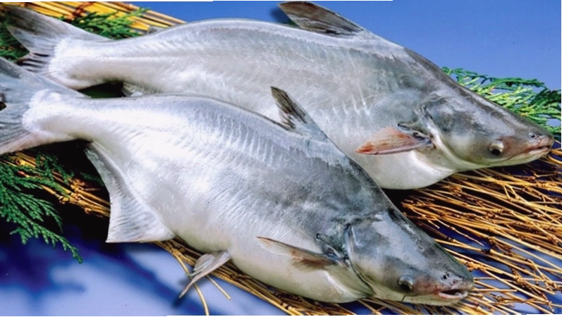 Cá basa giàu protein và có hàm lượng calo thấp