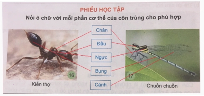 Các loại côn trùng có hại thường gặp