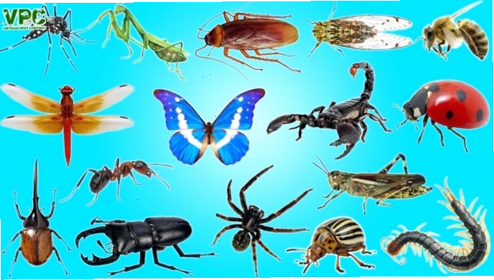 Các lớp côn trùng phổ biến hiện nay