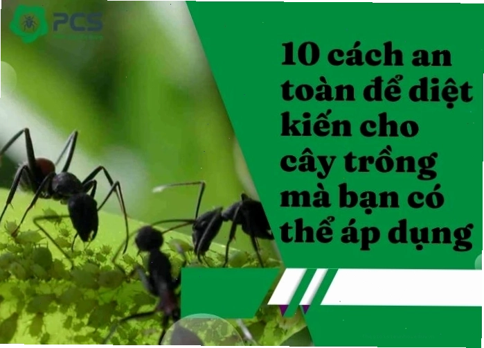 Cách diệt kiến cho cây trồng