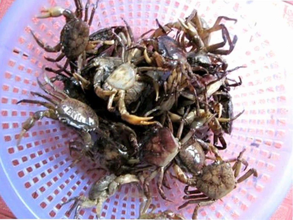 Cách nấu canh cua rau đay đậm đà hương vị đồng quê
