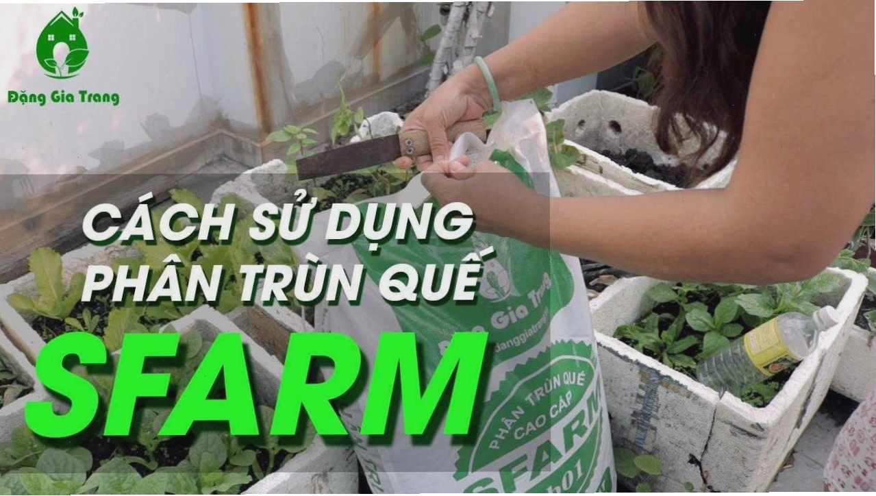 Cách sử dụng và bảo quản phân trùn quế Sfarm
