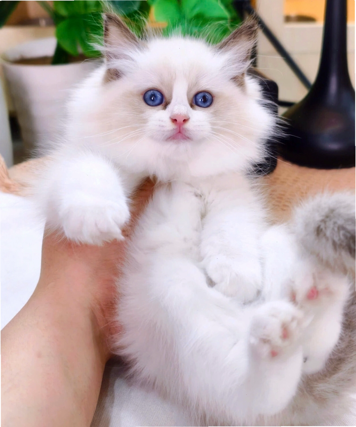 Cận cảnh gương mặt xinh xắn của mèo Ragdoll