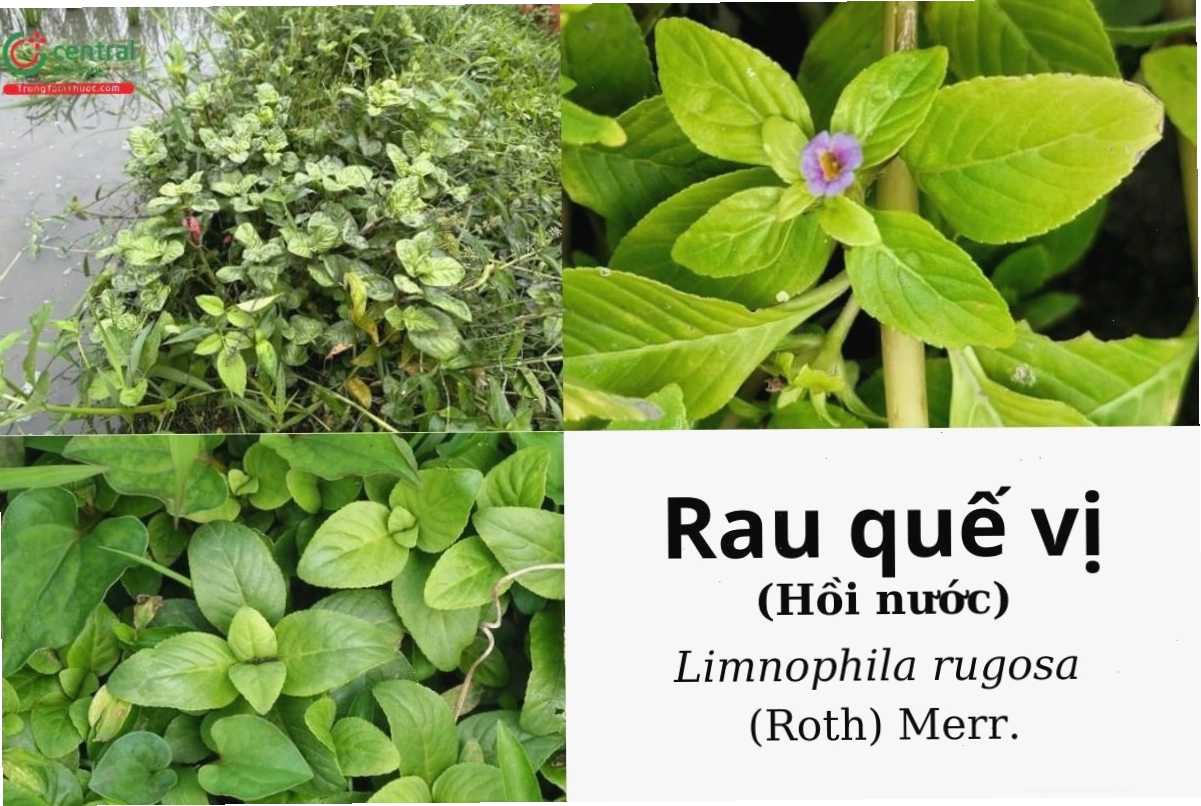 Cận cảnh lá rau quế vị với các răng cưa và hương thơm đặc trưng