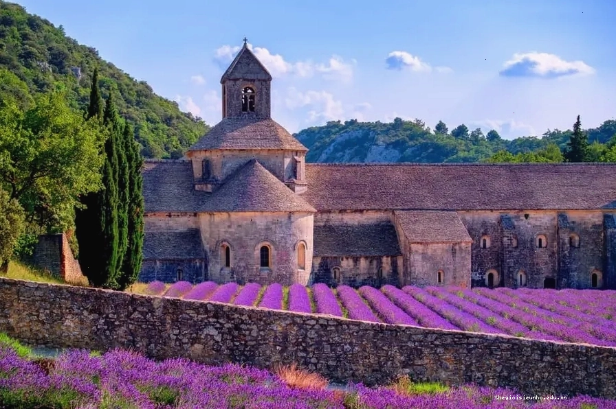 Cánh đồng hoa oải hương tím ngát tại Provence, Pháp
