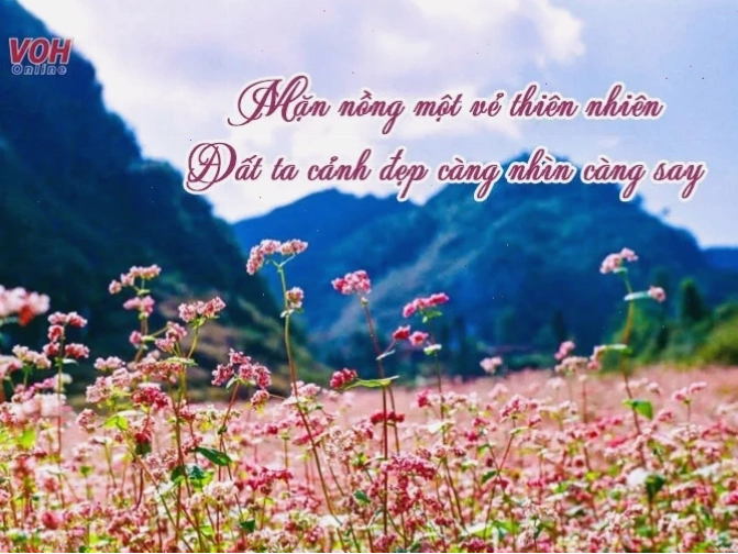 Cánh đồng lúa vàng ươm dưới ánh nắng chiều