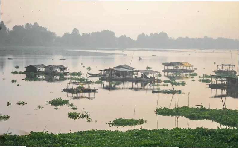 Cánh đồng thốt nốt An Giang vào mùa lúa chín