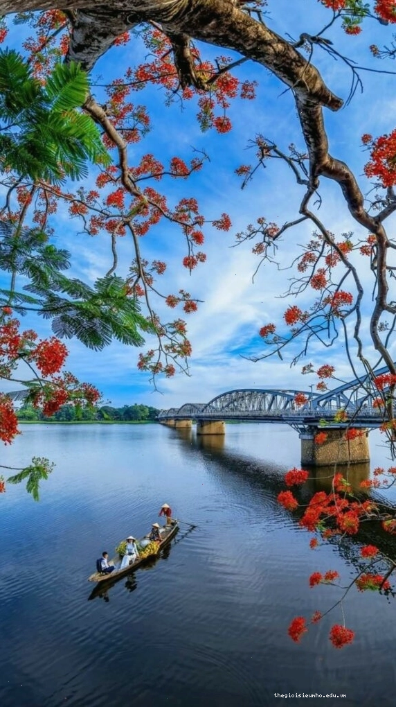 Cành hoa đỏ bên mặt hồ sông Hương tĩnh lặng, mang nét đẹp lãng mạn cho hình nền điện thoại