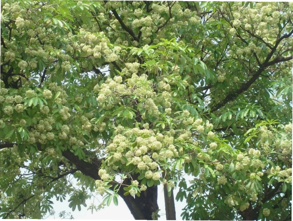 Cảnh quan đường phố Hà Nội với những hàng cây hoa sữa rợp bóng mát