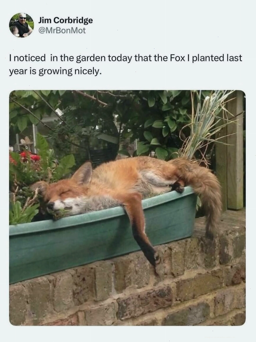 Cáo nằm trong chậu cây, animal meme hài hước