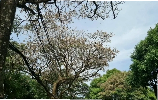 Cây hoa sữa bị khô héo nghiêm trọng, dấu hiệu của sự tấn công của sâu bệnh
