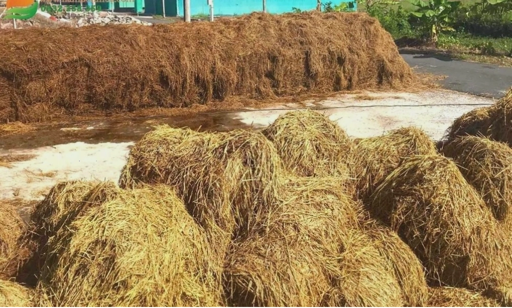 Cây nấm rơm lớn nhanh trong môi trường được kiểm soát