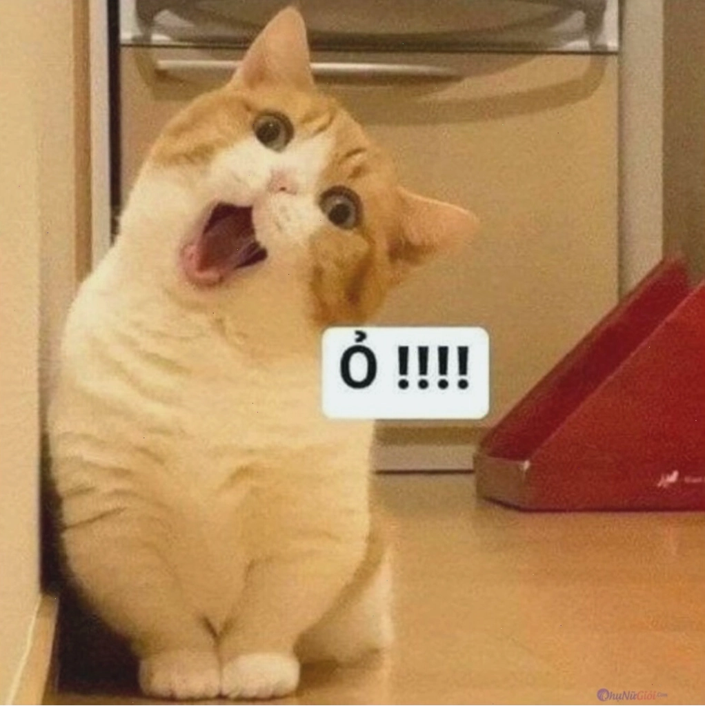 Chân dung mèo với biểu cảm cực kỳ