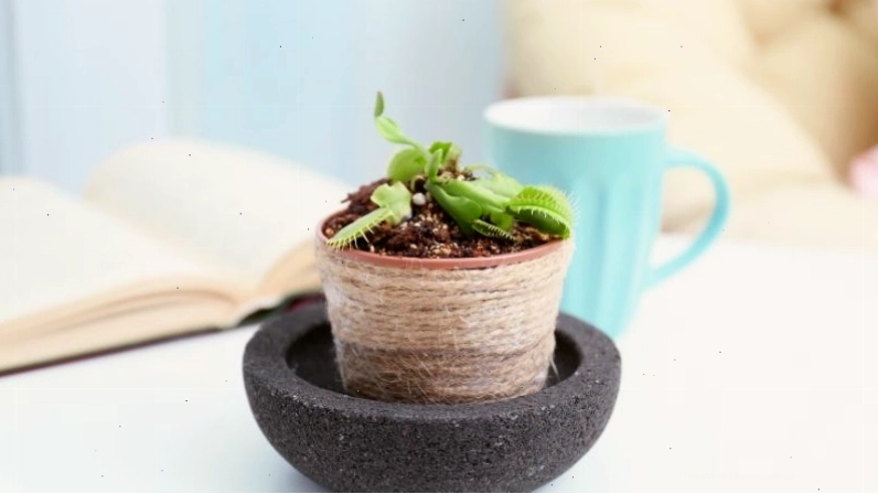 Chậu cây bắt ruồi nhỏ xinh trồng trong nhà