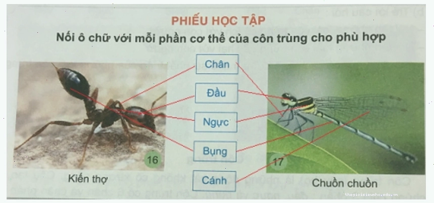 Châu chấu thuộc bộ cánh thẳng