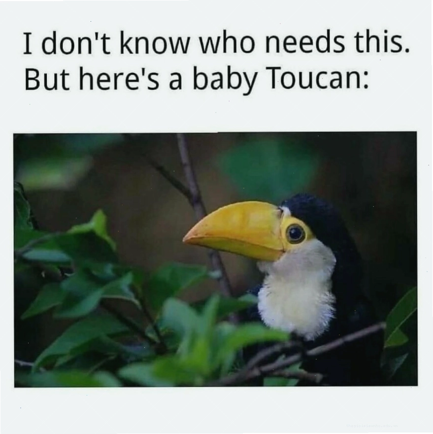 Chim toucan non trên nền lá xanh, mang lại niềm vui qua animal meme