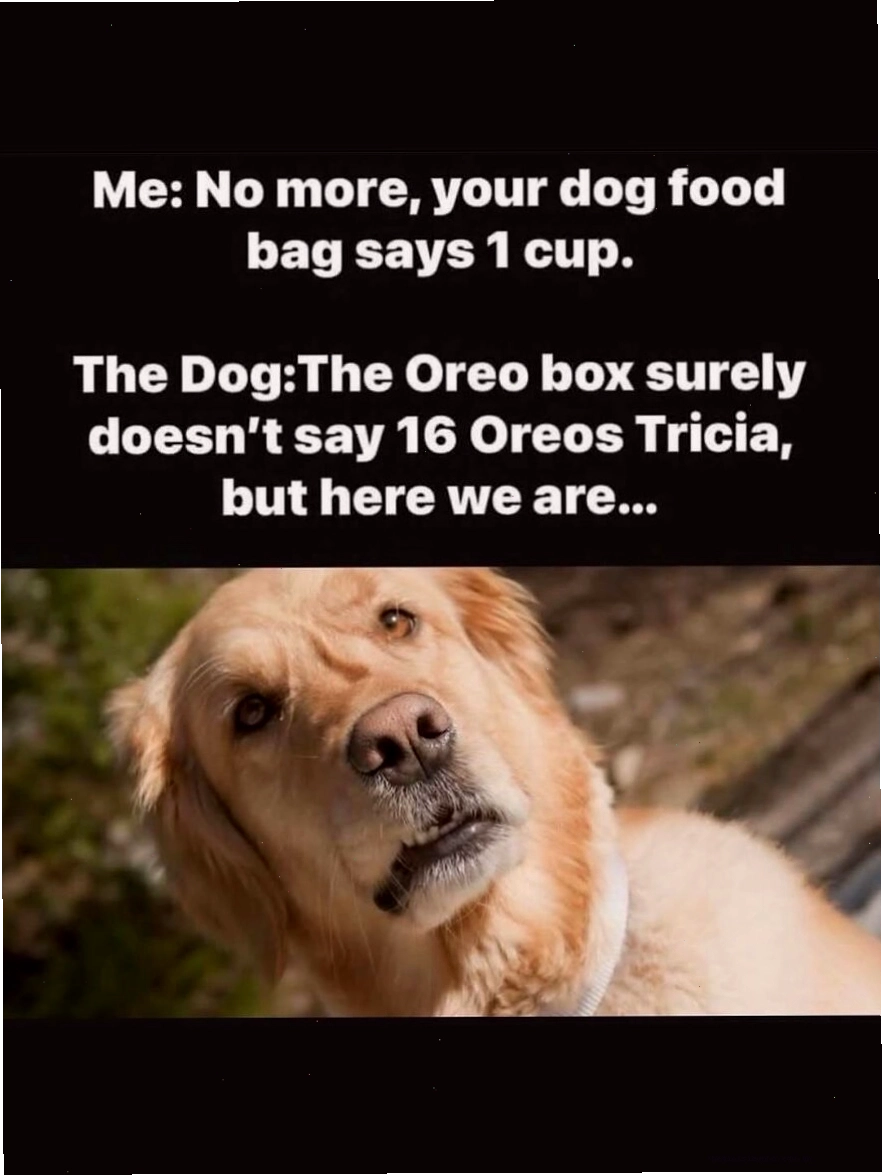 Chó golden retriever bối rối, animal meme về ăn uống