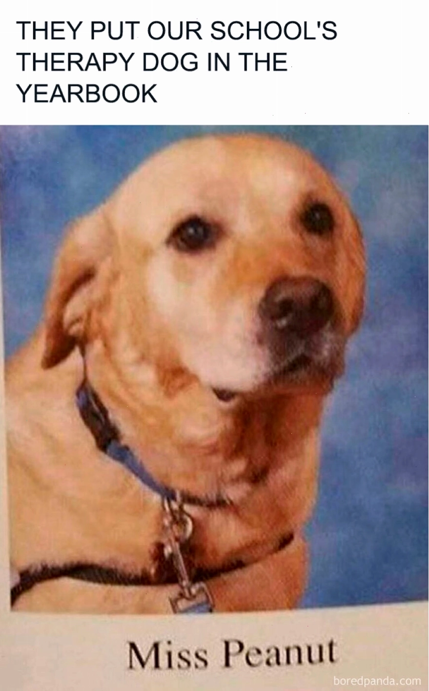 Chó Miss Peanut trong kỷ yếu trường học, animal meme về cuộc sống