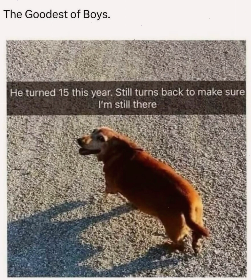 Chó quay đầu với chú thích về lòng trung thành, animal meme