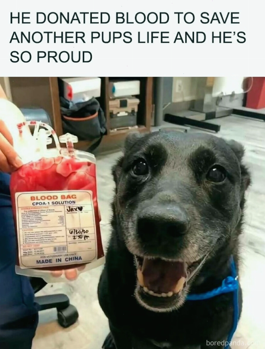 Chó vui vẻ sau khi hiến máu, animal meme ý nghĩa