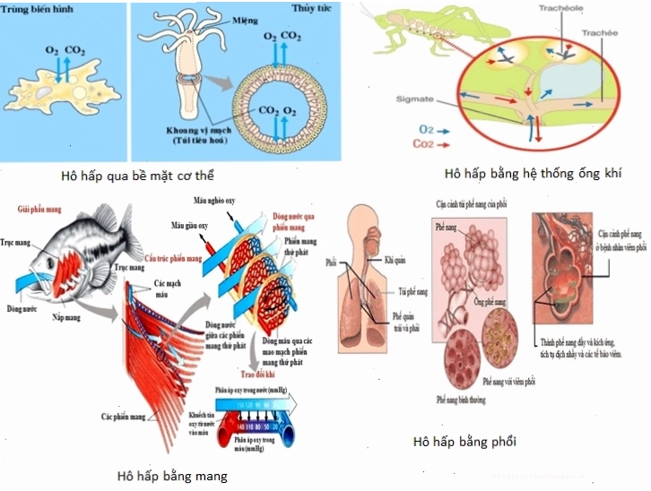 Côn trùng dưới nước sử dụng mang khí để hô hấp