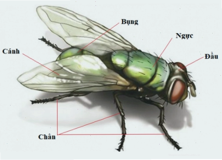 Côn trùng ngụy trang giống cành cây