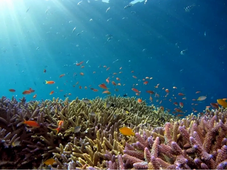 Cuộc sống đa dạng dưới lòng đại dương tại Rạn san hô Great Barrier