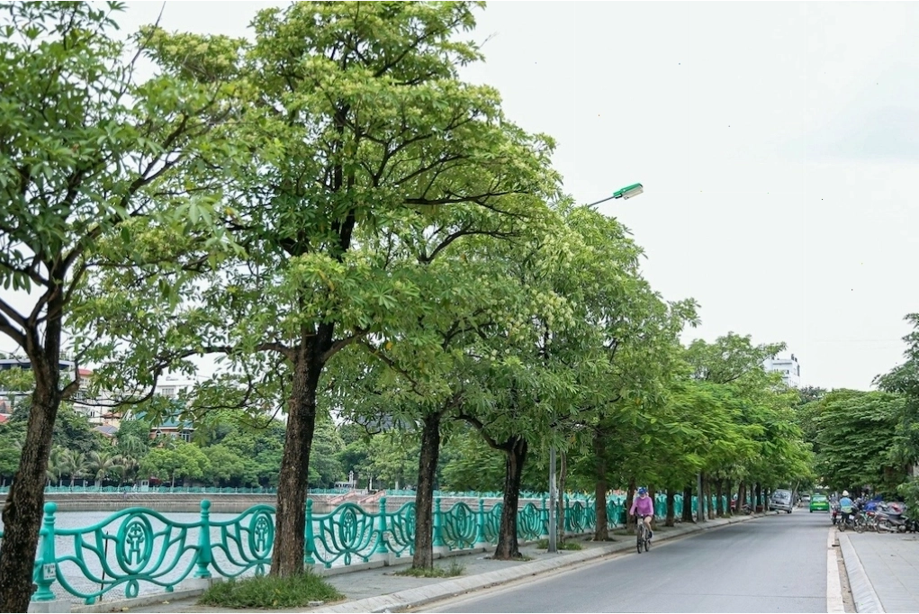 Đặc điểm của cây hoa sữa với lá xanh tươi và những bông hoa trắng nhỏ